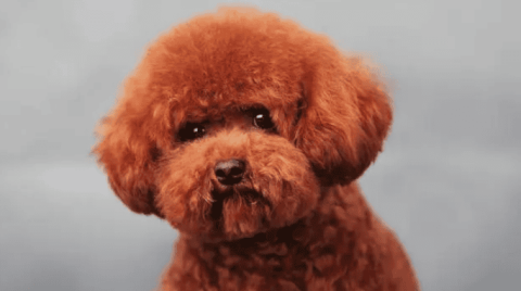 5 types of small dogs with less hair