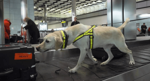 Can drug-detection dogs become addicted to drugs?