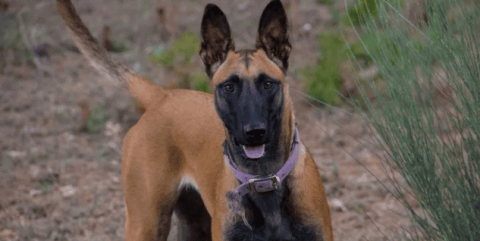 4 major disadvantages of Malinois, please consider carefully before raising one