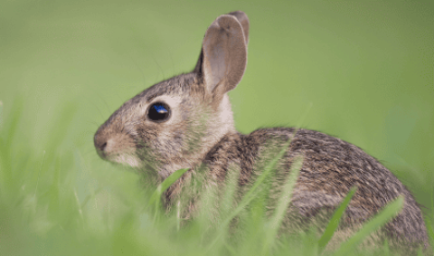 What causes severe hair loss in rabbits?