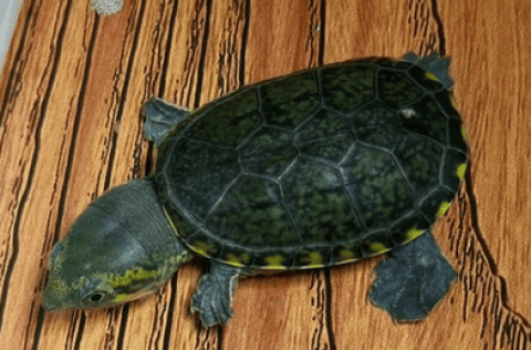 Environment or turtle food, which is the main factor affecting turtle hair color?