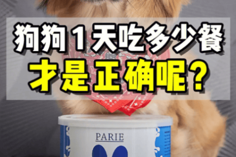 The secret of how much food a dog should eat in a day