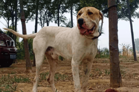 Physical Characteristics of the Kuda Dog: Advantages and Disadvantages