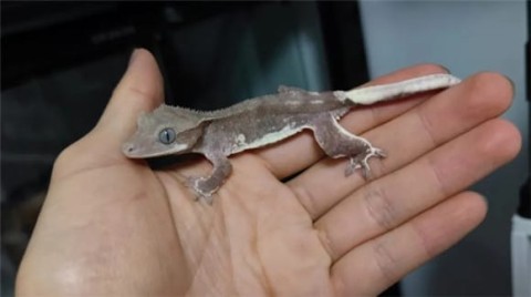 Gecko geckos - a complete guide to breeding and breeding