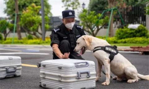 Are drug detection dogs powerful?