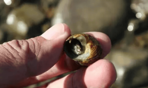 Hermit crab carries a 