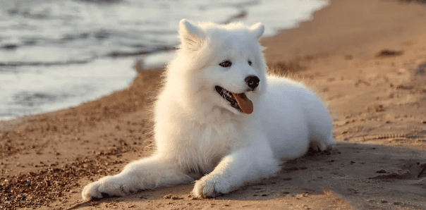 Is the Samoyed dog docile? Samoyed: The docile Snowball Elf