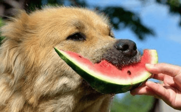 What fruits can dogs eat