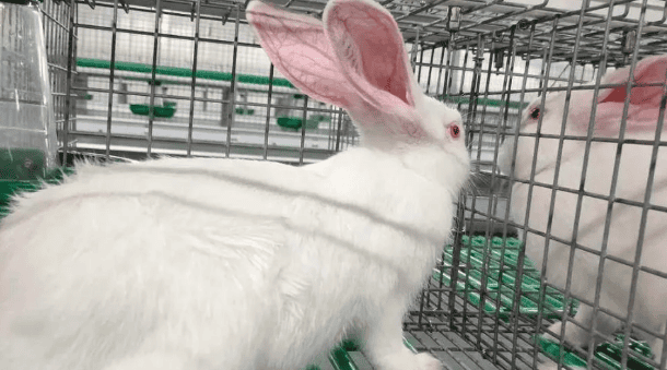 What are the symptoms of nutritional imbalance and vitamin deficiency in female rabbits?