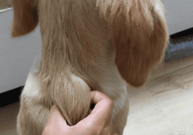 How old is the dog's neck?