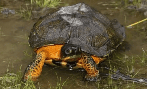 The smartest turtle in the world, do you dare to refute it?