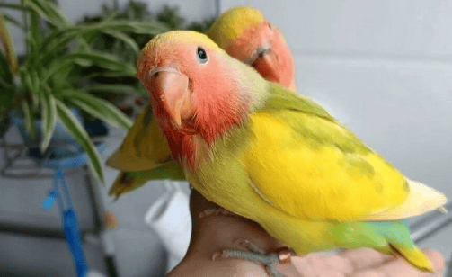 Performance of Peony Parrot holding a grudge