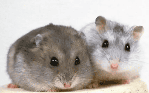 The hamster brutally killed its companions. Why? 