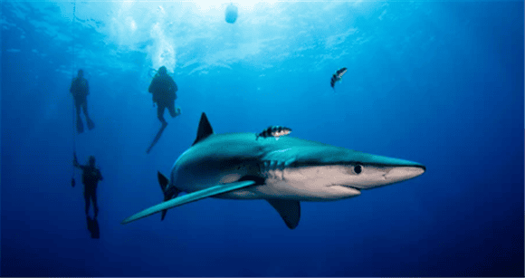 Who says all sharks eat meat? Study finds: Sharks are 