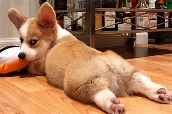 Why does Corgi have a tail? No tail