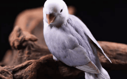 Purple-faced Pictures of Smoky Peony Parrots