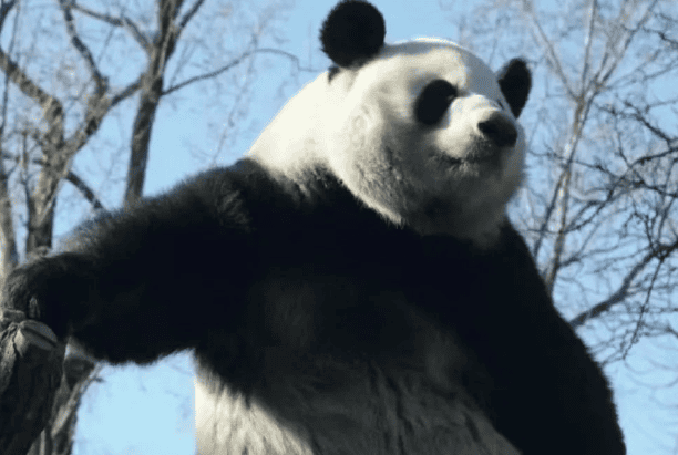  How outrageous can the names of giant pandas be?