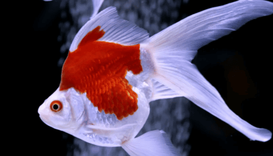 This kind of goldfish can be raised up to 40 cm in length. Raised to 40 centimeters, they are cold-resistant and have strong skin, making them very suitable for outdoor breeding in northern areas.