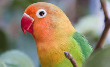 Peony parrots Courtship behavior of male birds