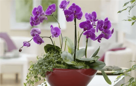 How to grow Phalaenopsis orchids and precautions, 6 key points Let Phalaenopsis orchids bloom in pots, collect them quickly