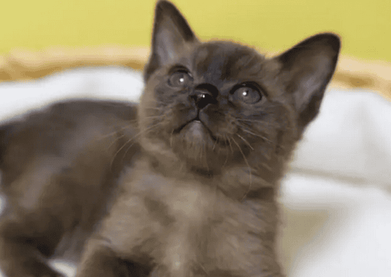 Where can I buy cats? What are the breeds of Burmese cats?