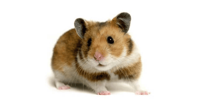  How long does a golden bear hamster generally live? 