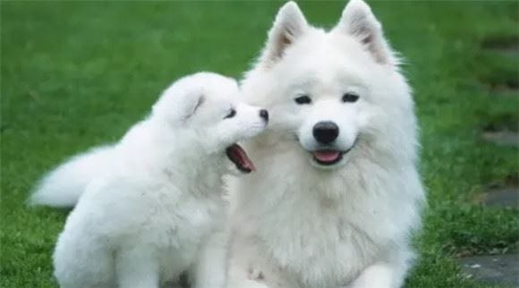 Feeding of Samoyed involves many aspects~