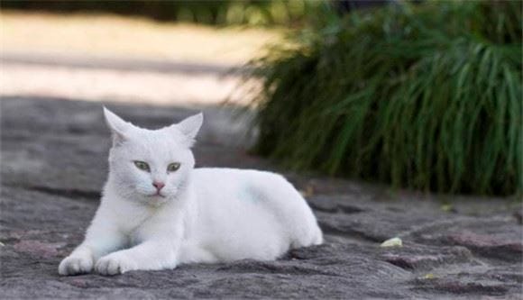  Does the white cat mean bad or good luck?