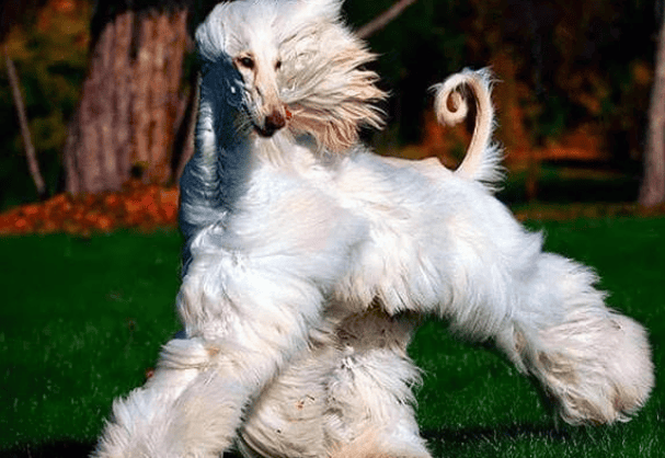 Both talented and beautiful, noble and arrogant, the Afghan dog that is the ceiling in the dog training world and difficult to raise