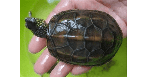 Flower and Grass Turtles-The perfect combination of Chinese tortoises and Chinese flowered tortoises