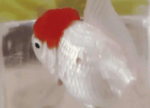 The correct way to apply medicine to goldfish, are you doing it right? 