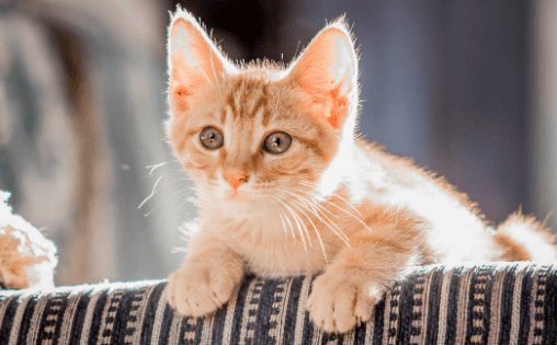 7 behaviors that cats will only have after you have 