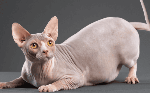 Secret] Why is it not recommended to raise a hairless cat? Netizens are afraid of raising it! Sharing can help everyone better understand the characteristics and needs of hairless cats. If you have any questions about pets, you can always leave a message in the comment area and I will try my best to answer it for you. Remember to like and share so that more pet parents can benefit! </p>                        
        </div>
        <!-- 上下页 -->
        <div class=