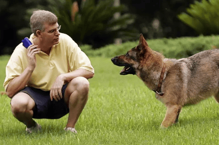 Is it difficult to find a job as a dog trainer?