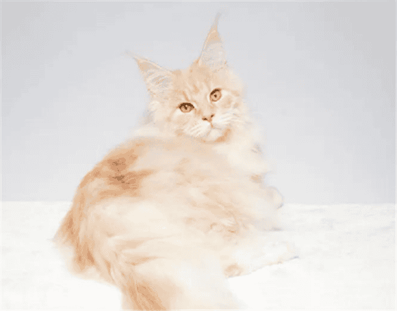 Recommend a Hakimi every day~ Cat World' Domineering CEO' Maine Coon Cat