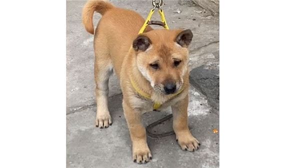 Guangxi native hounds Are hunting dogs easy to raise?