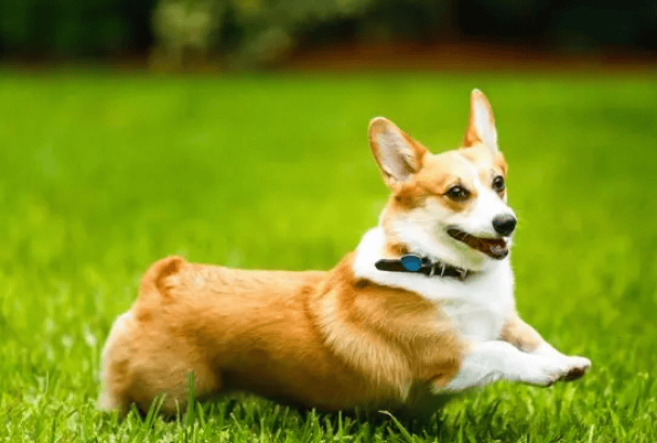 What is the chubby short-legged dog in Douyin