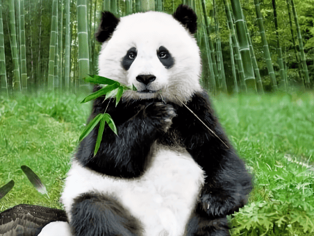 Why do giant pandas become vegetarians? 