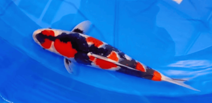 How Choosing Showa three-color koi? 