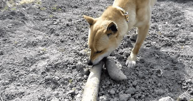 Can dogs eat yams?