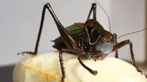 What is the scientific name of the Grasshopper? Let's take a look