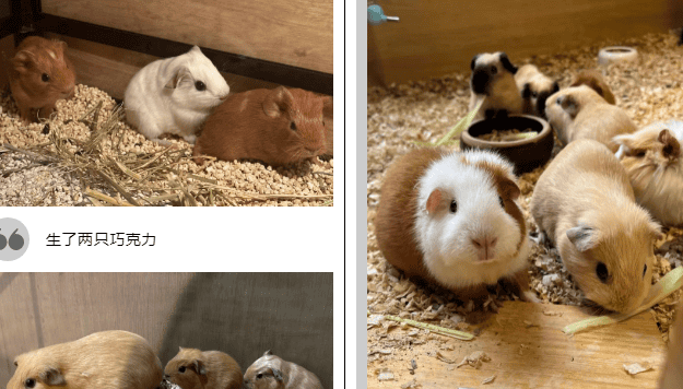 Popular science class|What a cute existence guinea pigs are