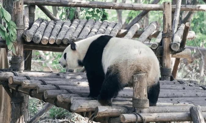 Interesting Encyclopedia of Giant Pandas: Ten Interesting Facts You Don't Know