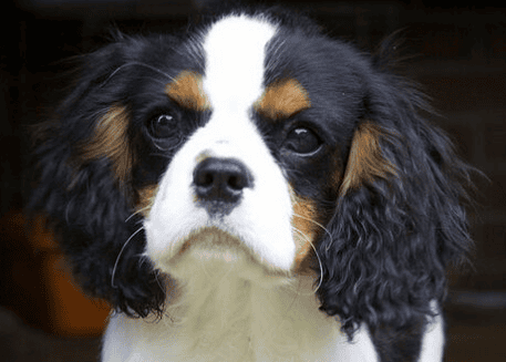 The morphological characteristics of the King Charles Spaniel are loved by the British upper class