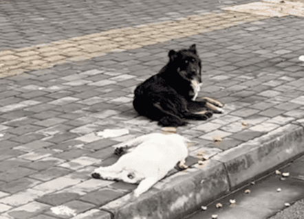 My companion died in a car accident, and the dog stayed by his side in the rain all night