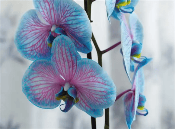 Phalaenopsis, elegant beauty, soothing fragrance