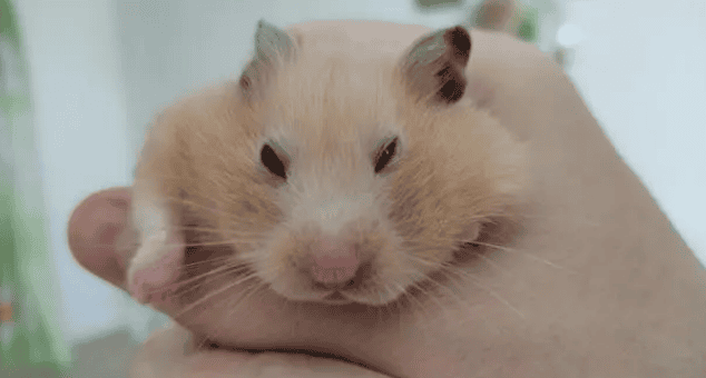 Don't ignore it! Is your hamster dying? These symptoms tell you it is It may be saying goodbye! 