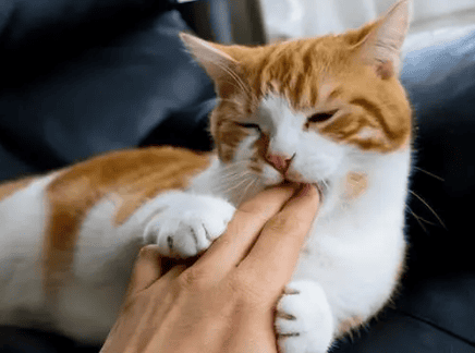 What does it mean when a cat bites your hand gently