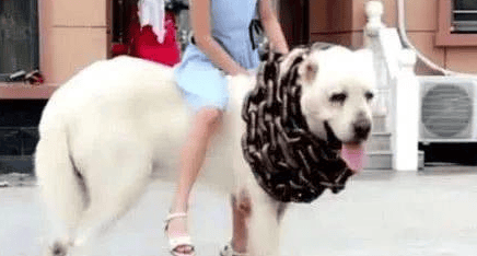 Women wearing small skirts riding dogs