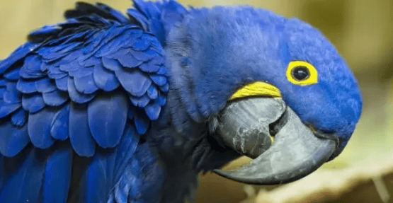 If the parrot has the following behaviors, the owner should pay attention, it may be in estrus! 2. Effects of parrots in estrus</p><p>1. Impact on the health of parrots: When parrots are in estrus, they will have a series of uncomfortable behaviors, which may affect the health of parrots. For example, frequent feather plucking may cause damage to the parrot's skin and cause skin diseases; regurgitating food may cause discomfort to the parrot's digestive system and cause digestive system diseases. </p><p>2. Impact on the owner’s life: When parrots are in estrus, their bad-tempered, aggressive and other behaviors will cause a lot of trouble to their owners. Owners need to spend more time and energy caring for parrots to ensure their health and safety. </p><p>3. Affect the reproduction of parrots: When a parrot is in estrus, if the owner does not take timely measures, it may affect the reproduction of the parrot. For example, parrots may refuse to mate while in heat, resulting in reproductive failure. </p><p style=